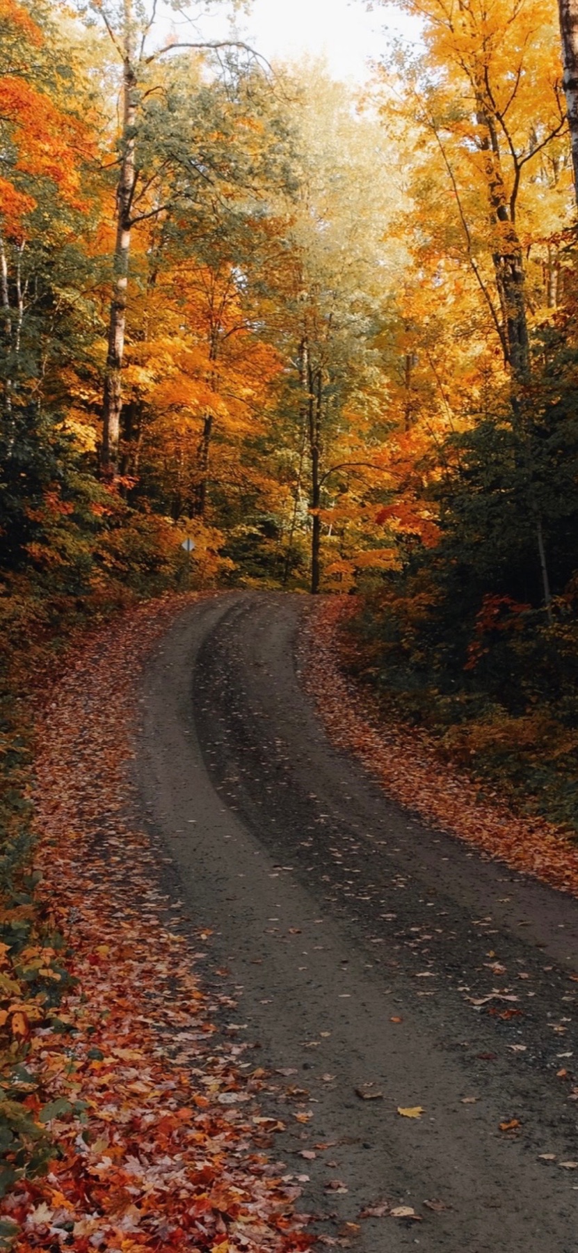 An autumn back road curving through orange and gold trees